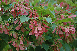 Flame Amur Maple (Acer ginnala 'Flame') at Creekside Home & Garden
