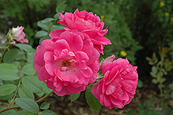 Morden Centennial Rose (Rosa 'Morden Centennial') at Creekside Home & Garden