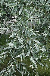 Silver Willow (Salix alba 'Sericea') at Creekside Home & Garden