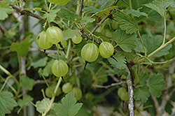 Hinnonmaki Yellow Gooseberry (Ribes uva-crispa 'Hinnonmaki Yellow') at Creekside Home & Garden