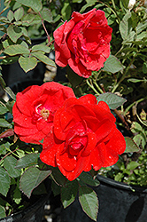 Morden Fireglow Rose (Rosa 'Morden Fireglow') at Creekside Home & Garden