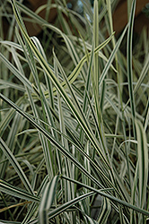 Variegated Oat Grass (Arrhenatherum elatum 'Variegatum') at Creekside Home & Garden