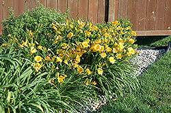 Stella de Oro Daylily (Hemerocallis 'Stella de Oro') at Creekside Home & Garden