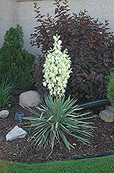 Small Soapweed (Yucca glauca) at Creekside Home & Garden