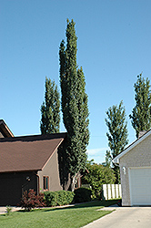 Columnar Swedish Aspen (Populus tremula 'Erecta') at Creekside Home & Garden