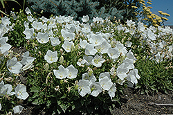 White Clips Bellflower (Campanula carpatica 'White Clips') at Creekside Home & Garden