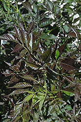Guincho Purple Elder (Sambucus nigra 'Guincho Purple') at Creekside Home & Garden