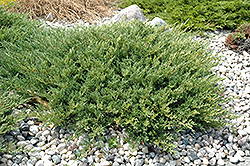 Andorra Juniper (Juniperus horizontalis 'Plumosa Compacta') at Creekside Home & Garden