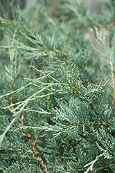 Moonglow Juniper (Juniperus scopulorum 'Moonglow') at Creekside Home & Garden