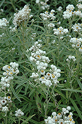 Pearly Everlasting (Anaphalis margaritacea) at Creekside Home & Garden