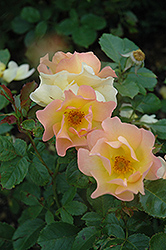 Morden Sunrise Rose (Rosa 'Morden Sunrise') at Creekside Home & Garden