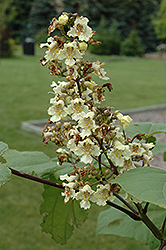 Chinese Catalpa (Catalpa ovata) at Creekside Home & Garden