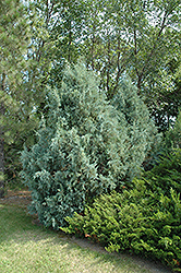 Wichita Blue Juniper (Juniperus scopulorum 'Wichita Blue') at Creekside Home & Garden