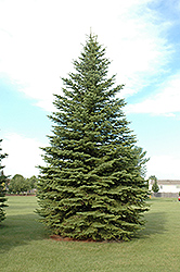 Colorado Spruce (Picea pungens) at Creekside Home & Garden