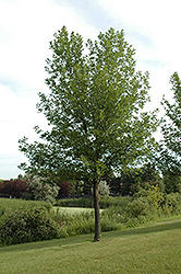 Summit Green Ash (Fraxinus pennsylvanica 'Summit') at Creekside Home & Garden