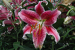 Stargazer Lily (Lilium 'Stargazer') at Creekside Home & Garden