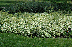 Variegated Bishop's Goutweed (Aegopodium podagraria 'Variegata') at Creekside Home & Garden
