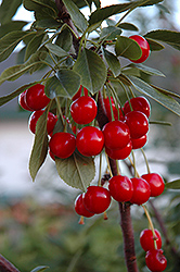 Evans Cherry (Prunus 'Evans') at Creekside Home & Garden