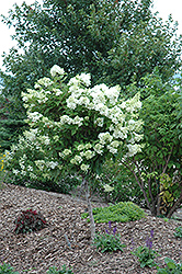 Pink Diamond Hydrangea (tree form) (Hydrangea paniculata 'Pink Diamond (tree form)') at Creekside Home & Garden