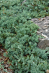 Blue Rug Juniper (Juniperus horizontalis 'Wiltonii') at Creekside Home & Garden