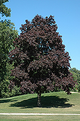 Crimson King Norway Maple (Acer platanoides 'Crimson King') at Creekside Home & Garden