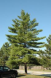 White Pine (Pinus strobus) at Creekside Home & Garden