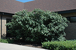 Wayfaring Tree (Viburnum lantana) at Creekside Home & Garden
