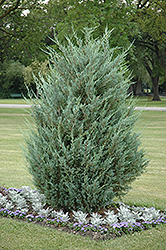 Moonglow Juniper (Juniperus scopulorum 'Moonglow') at Creekside Home & Garden