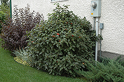 Mohican Viburnum (Viburnum lantana 'Mohican') at Creekside Home & Garden