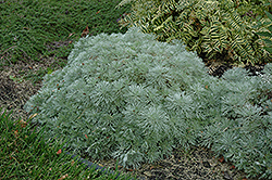 Silver Mound Artemisia (Artemisia schmidtiana 'Silver Mound') at Creekside Home & Garden