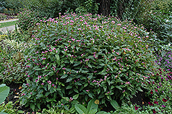 Pink Turtlehead (Chelone obliqua) at Creekside Home & Garden