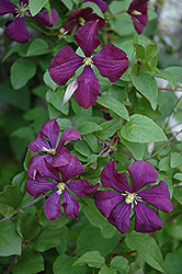 Etoile Violette Clematis (Clematis 'Etoile Violette') at Creekside Home & Garden