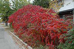 Staghorn Sumac (Rhus typhina) at Creekside Home & Garden