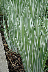 Variegated Japanese Flag Iris (Iris ensata 'Variegata') at Creekside Home & Garden