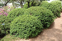 Green Mound Alpine Currant (Ribes alpinum 'Green Mound') at Creekside Home & Garden