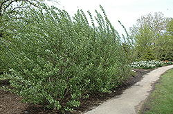 French Pussy Willow (Salix caprea) at Creekside Home & Garden