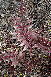 Burgundy Lace Painted Fern (Athyrium nipponicum 'Burgundy Lace') at Creekside Home & Garden