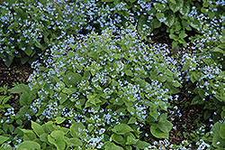 Siberian Bugloss (Brunnera macrophylla) at Creekside Home & Garden