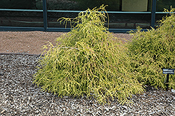 Sungold Falsecypress (Chamaecyparis pisifera 'Sungold') at Creekside Home & Garden