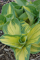 Great Expectations Hosta (Hosta 'Great Expectations') at Creekside Home & Garden