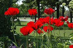 Beauty of Livermere Poppy (Papaver orientale 'Beauty of Livermere') at Creekside Home & Garden