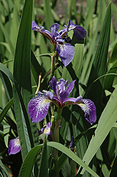 Siberian Iris (Iris sibirica) at Creekside Home & Garden