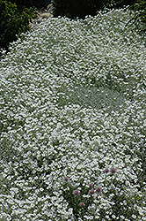 Snow-In-Summer (Cerastium tomentosum) at Creekside Home & Garden