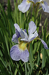 Sky Wings Siberian Iris (Iris sibirica 'Sky Wings') at Creekside Home & Garden