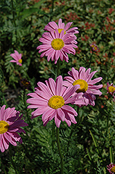 Robinson's Pink Painted Daisy (Tanacetum coccineum 'Robinson's Pink') at Creekside Home & Garden