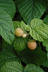 Fall Gold Raspberry (Rubus 'Fall Gold') at Creekside Home & Garden