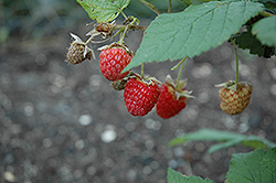 Double Delight Raspberry (Rubus 'Double Delight') at Creekside Home & Garden