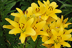 Gironde Lily (Lilium 'Gironde') at Creekside Home & Garden