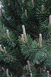 Tannenbaum Mugo Pine (Pinus mugo 'Tannenbaum') at Creekside Home & Garden