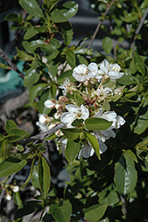 Romeo Cherry (Prunus 'Romeo') at Creekside Home & Garden